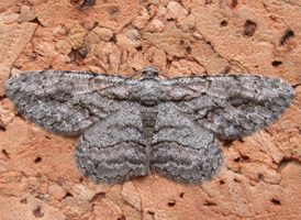 Common Gray